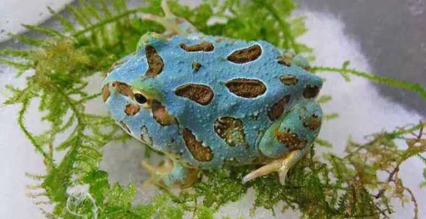 寵物角蛙飼養全攻略：從環境設置到健康照護，新手必看指南