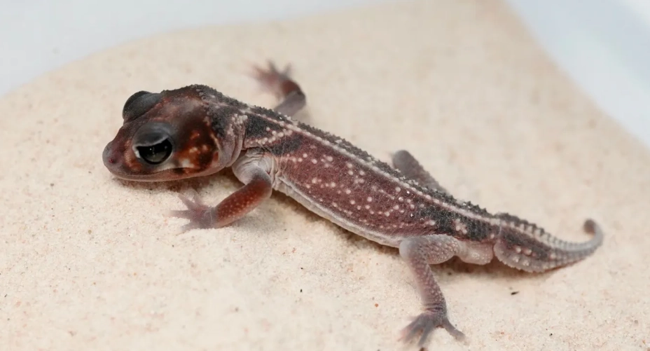 小火龍守宮價格