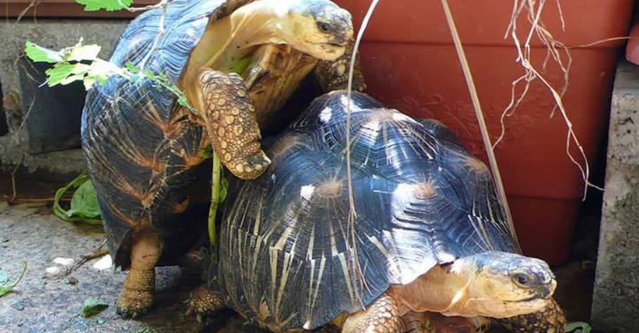 蘇卡達象龜飼養