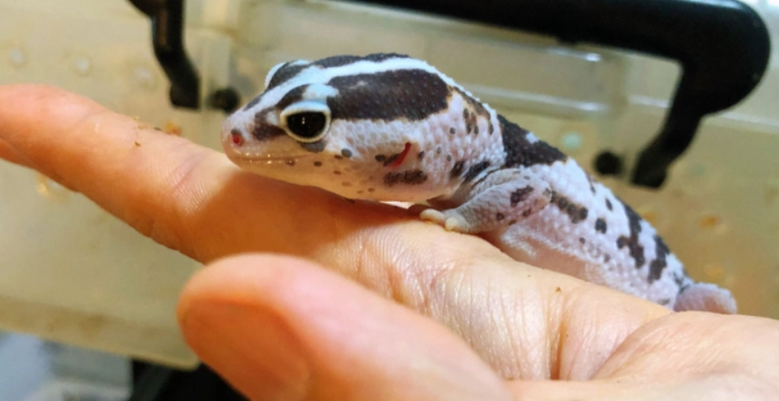 肥尾守宮生長大小