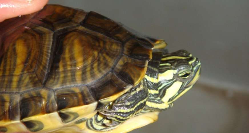 巴西龜生病症狀