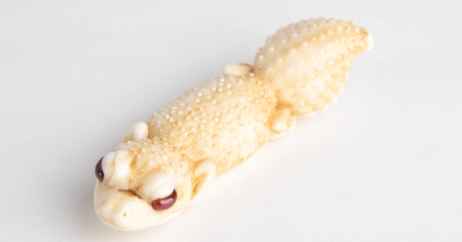 瘤尾守宮 飼養 指南