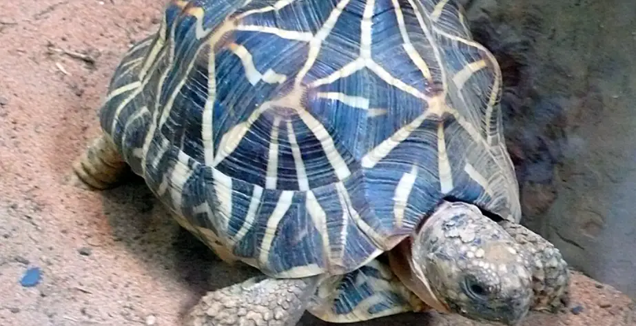 蘇卡達龜殼護理