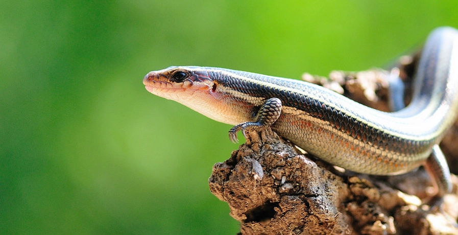 藍舌石龍子怕冷