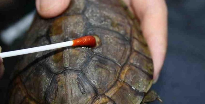 烏龜腐皮病 治療