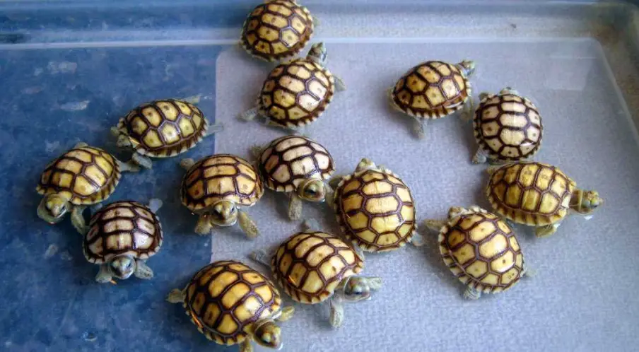 蘇卡達龜殼護理