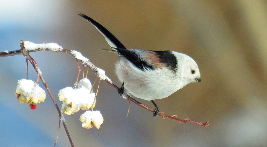 銀喉長尾山雀 季節