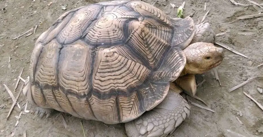 蘇卡達成長速度全解析：飼養秘訣、階段圖表與常見問題