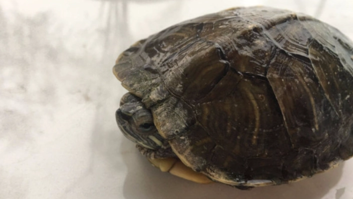 烏龜水霉病預防