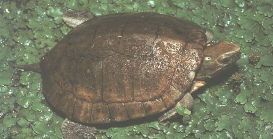 斑龜天敵有哪些？完整解析與實用防護指南