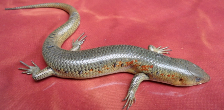 石龍子怕什麼？飼主最常忽略的5大禁忌與解決方案