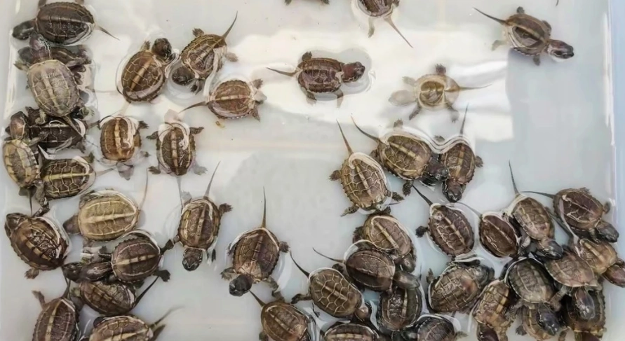 草龜壽命有多長？資深飼養者揭秘延長壽命關鍵秘訣