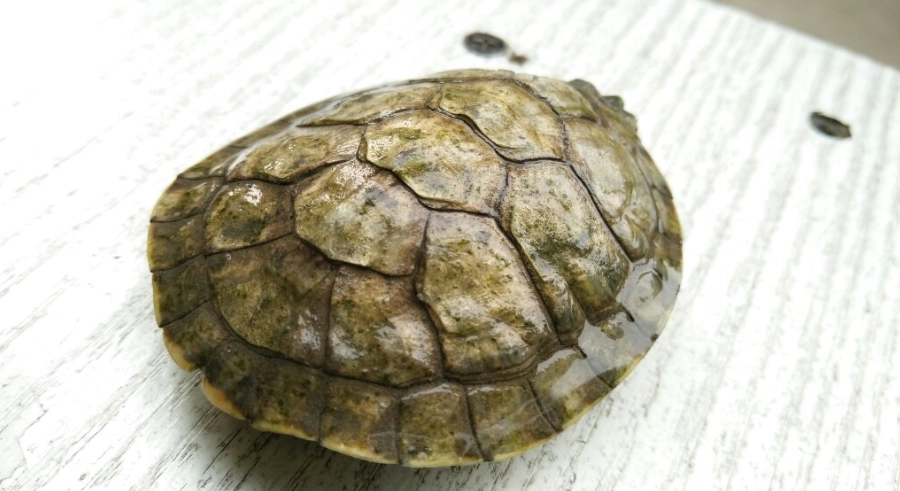 烏龜殼變白原因