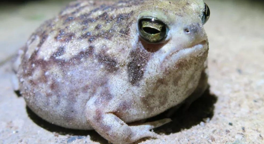 饅頭蛙有毒嗎？完整解析與飼養安全指南
