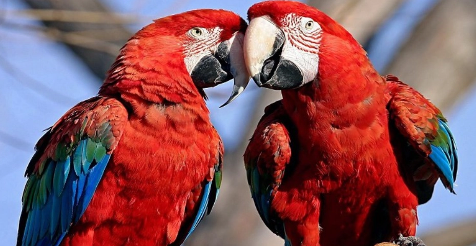 金刚鹦鹉寿命全攻略：如何照顾让你的鹦鹉活得更久？