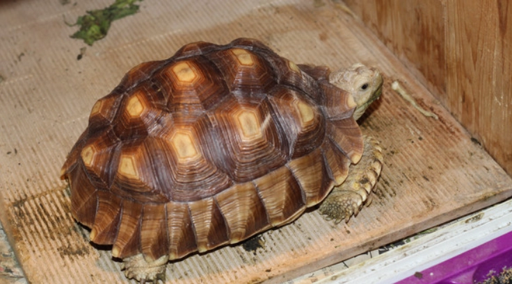 蘇卡達成長階段