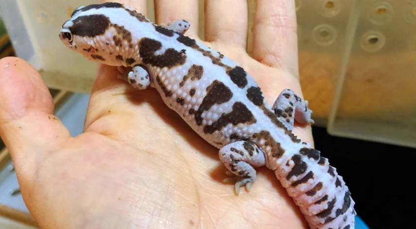 肥尾守宮體長測量