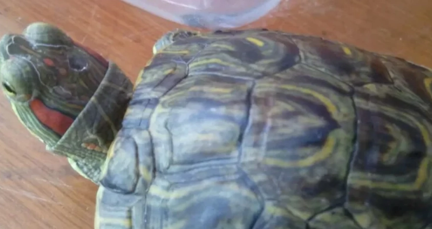 烏龜腐皮症狀 烏龜腐皮症狀