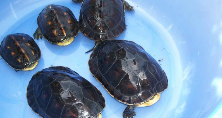 斑龜性別分辨全攻略：從外觀到行為的實用技巧