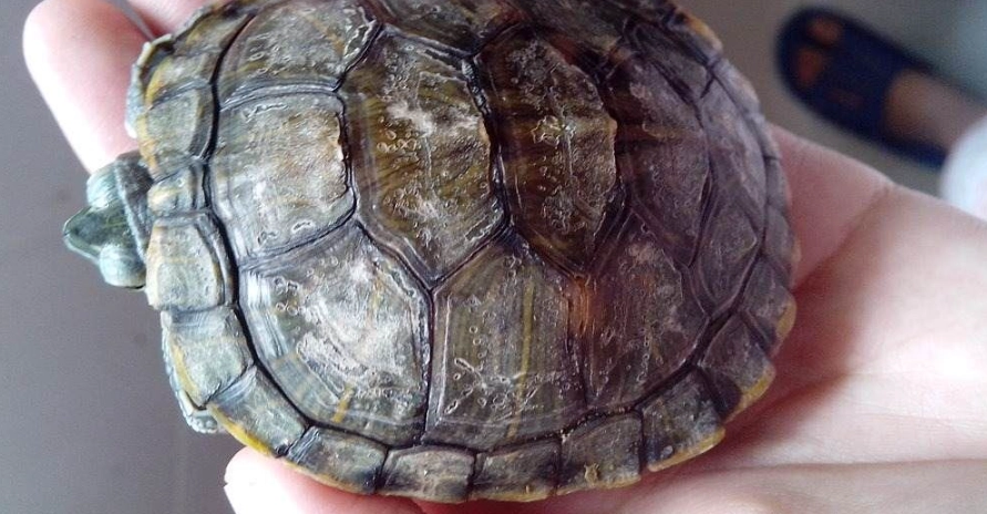 烏龜腐皮治療