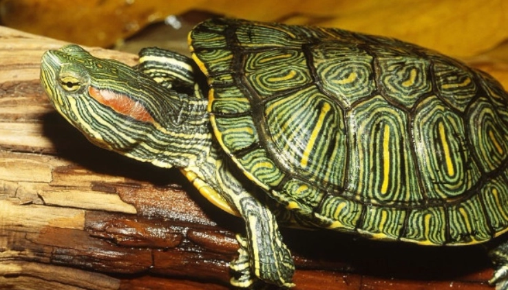 烏龜健康護理 烏龜健康護理