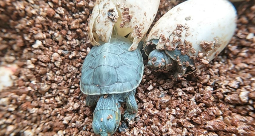 烏龜脫殼問題 烏龜脫殼問題