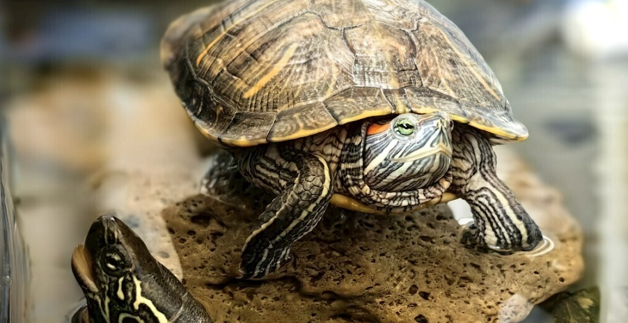 紅耳龜成長大小