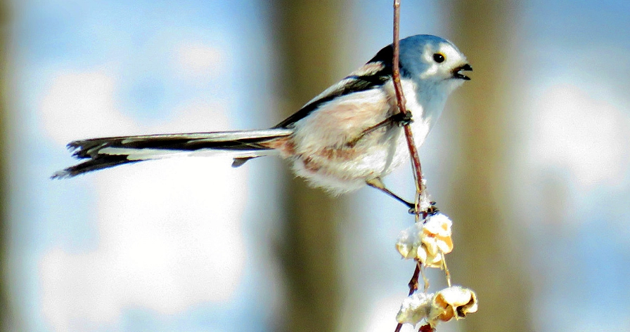 銀喉長尾山雀季節觀賞指南：台灣最佳時間、地點與技巧全解析