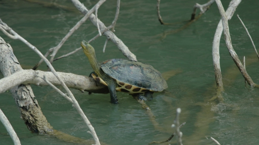 烏龜一直待在水裡