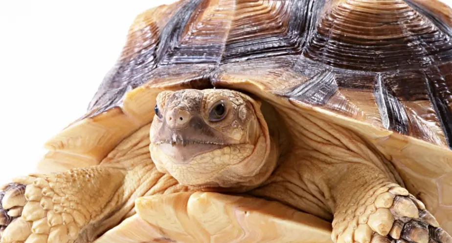 蘇卡達成長階段