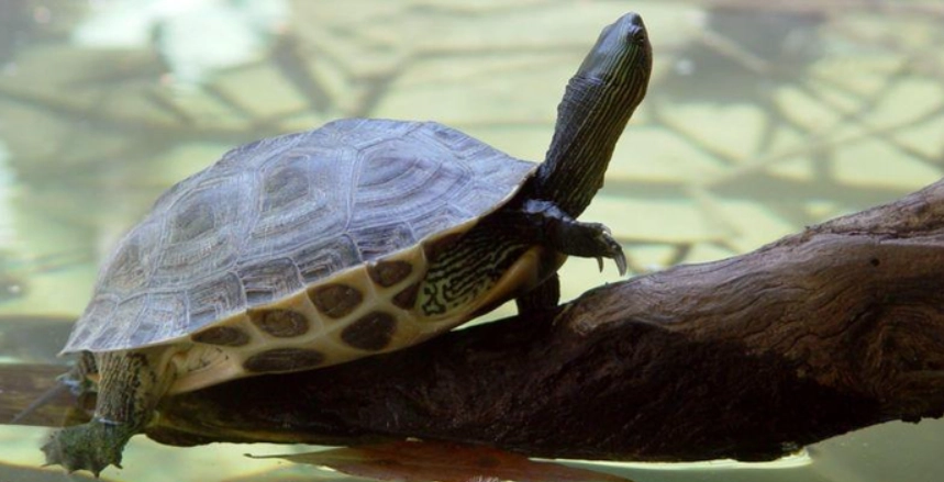 烏龜天敵防護 烏龜天敵防護