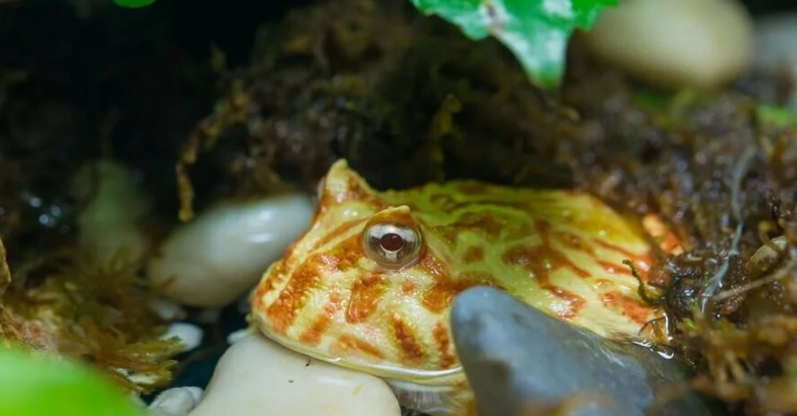 蝴蝶角蛙飼養環境