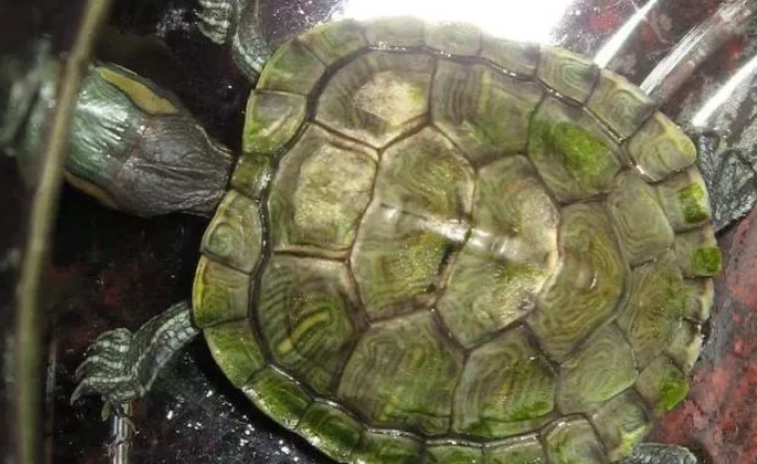 烏龜殼白斑治療