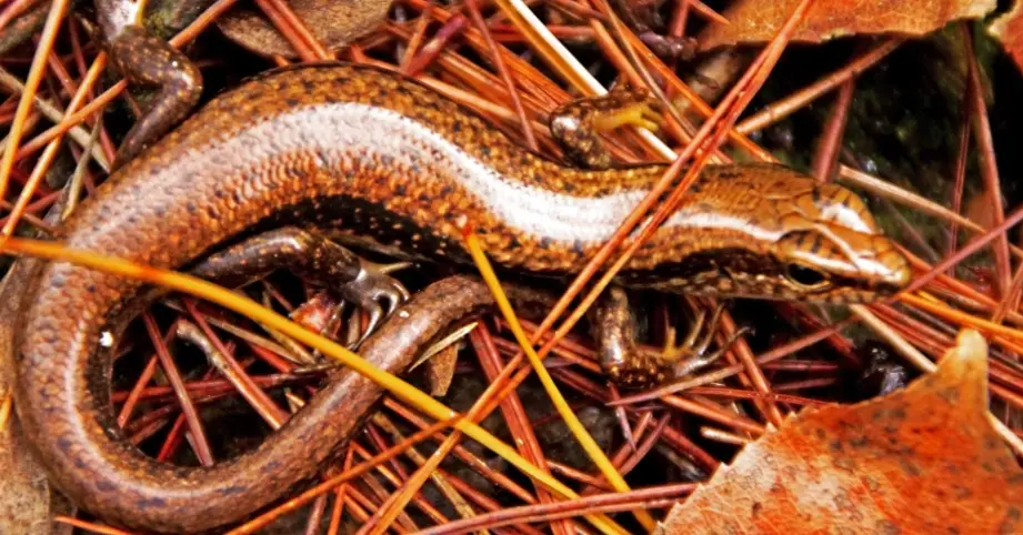 石龍子飼養環境