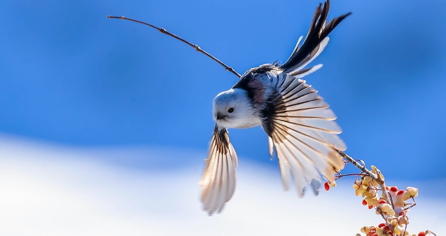 銀喉長尾山雀 季節