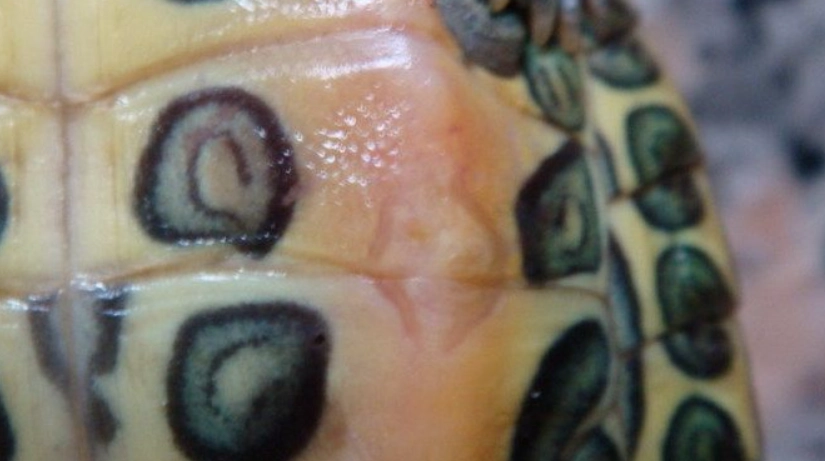 烏龜皮膚病 烏龜皮膚病