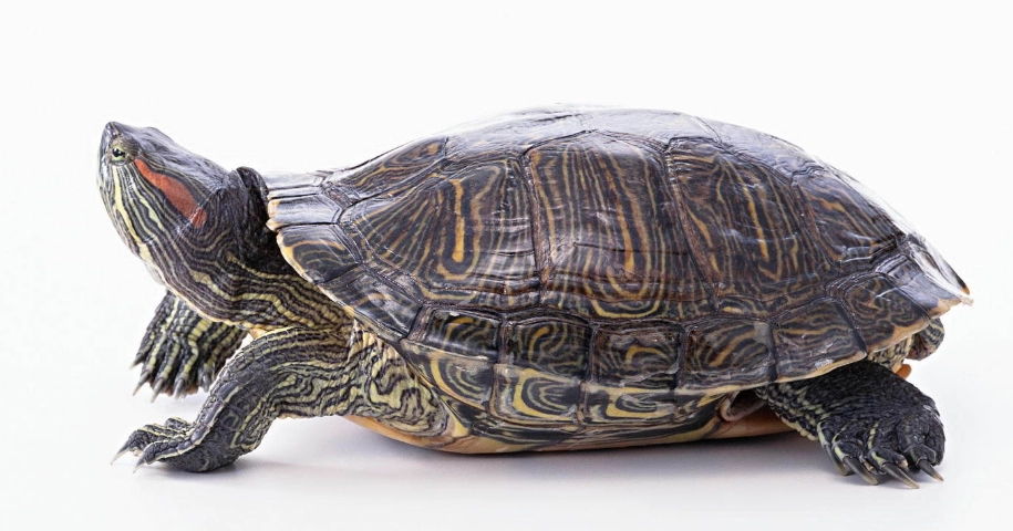 巴西龜死前徵兆：10個飼主必須警惕的危險信號與急救指南