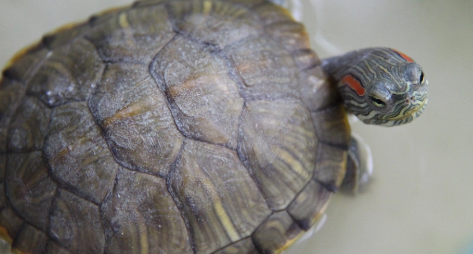 巴西龜最大能長到幾公分？尺寸極限與飼養關鍵全解析