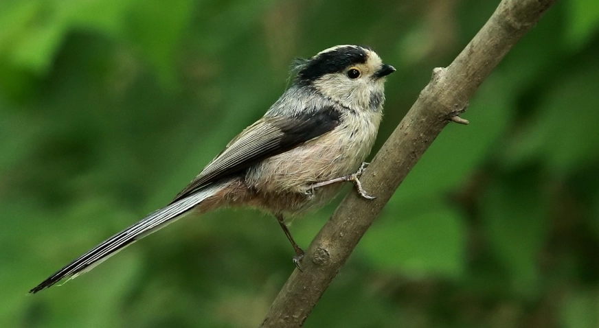 銀喉長尾山雀 台灣