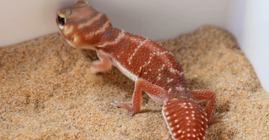 瘤尾守宮成體要多久？飼主必看的完整時間指南與關鍵因素