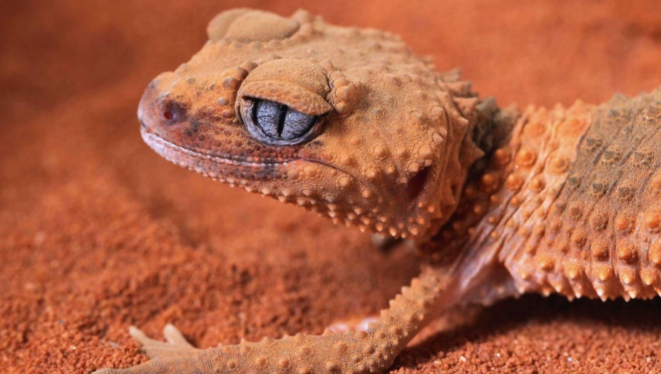 瘤尾守宮小火龍飼養全攻略：從環境設置到健康照護