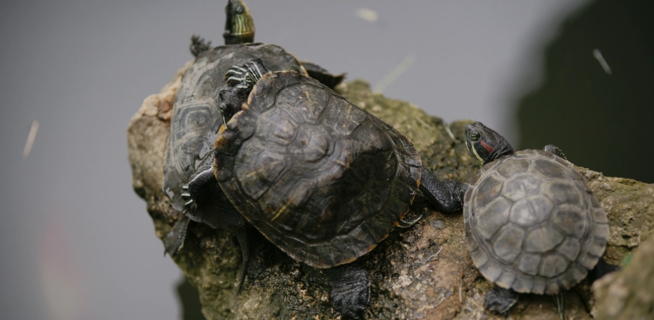 烏龜水霉病預防