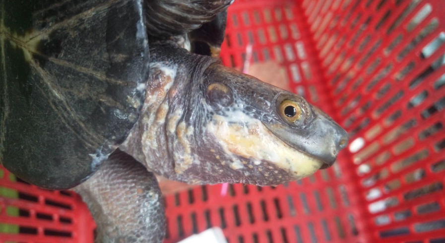 烏龜腐皮會自己好嗎？完整解析與治療指南