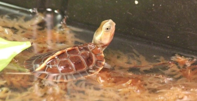 烏龜皮膚病 烏龜皮膚病