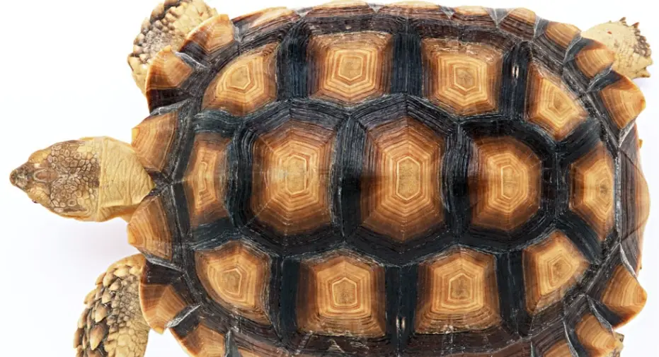 蘇卡達陸龜飼養