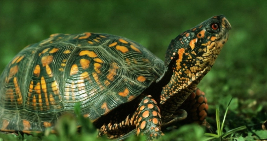 巴西龜最大體長