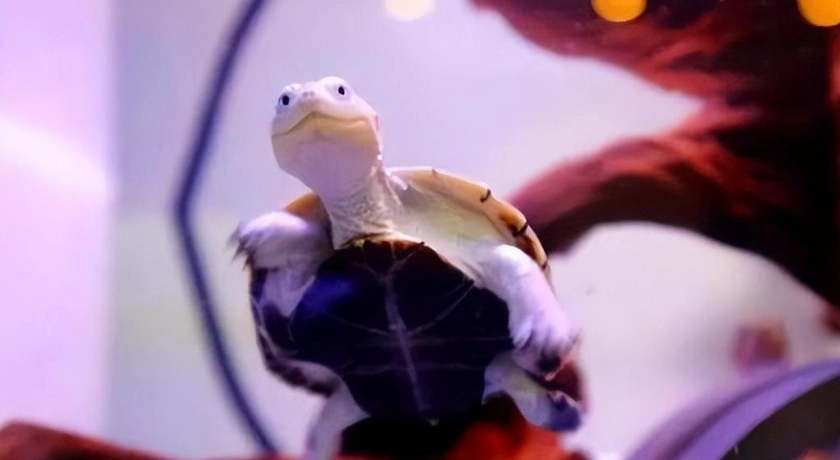 側頸龜壽命影響因素