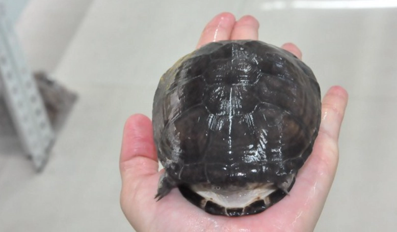 西非側頸龜壽命全解析：飼養秘訣與長壽關鍵指南