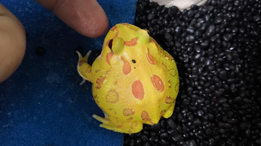 角蛙餵食全攻略：從食物選擇到頻率控制的完整指南