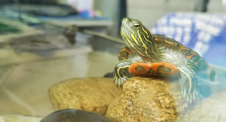 烏龜脫殼問題 烏龜脫殼問題